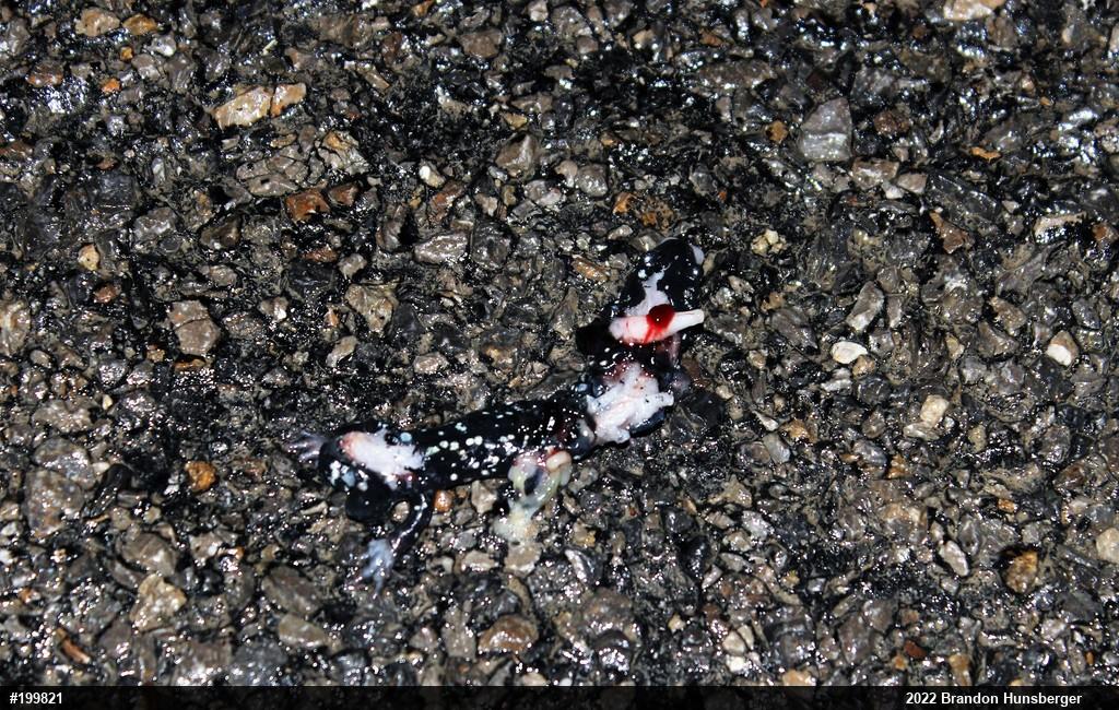 Northern Slimy Salamander