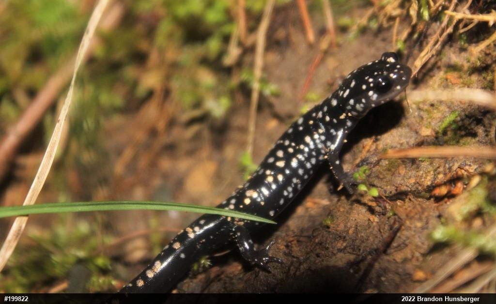 Northern Slimy Salamander