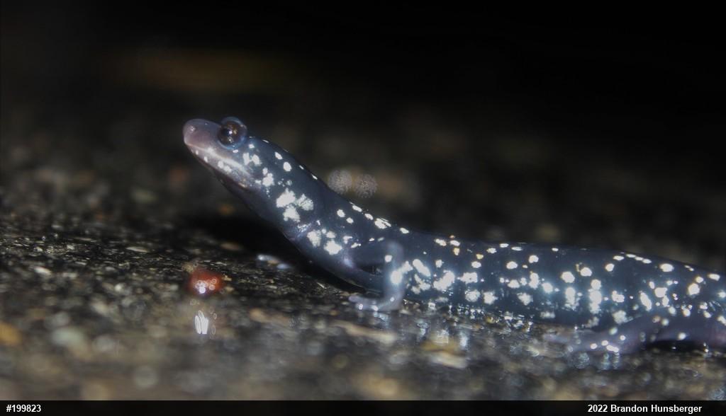 Northern Slimy Salamander
