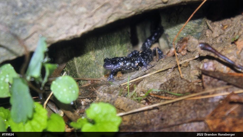 Northern Slimy Salamander