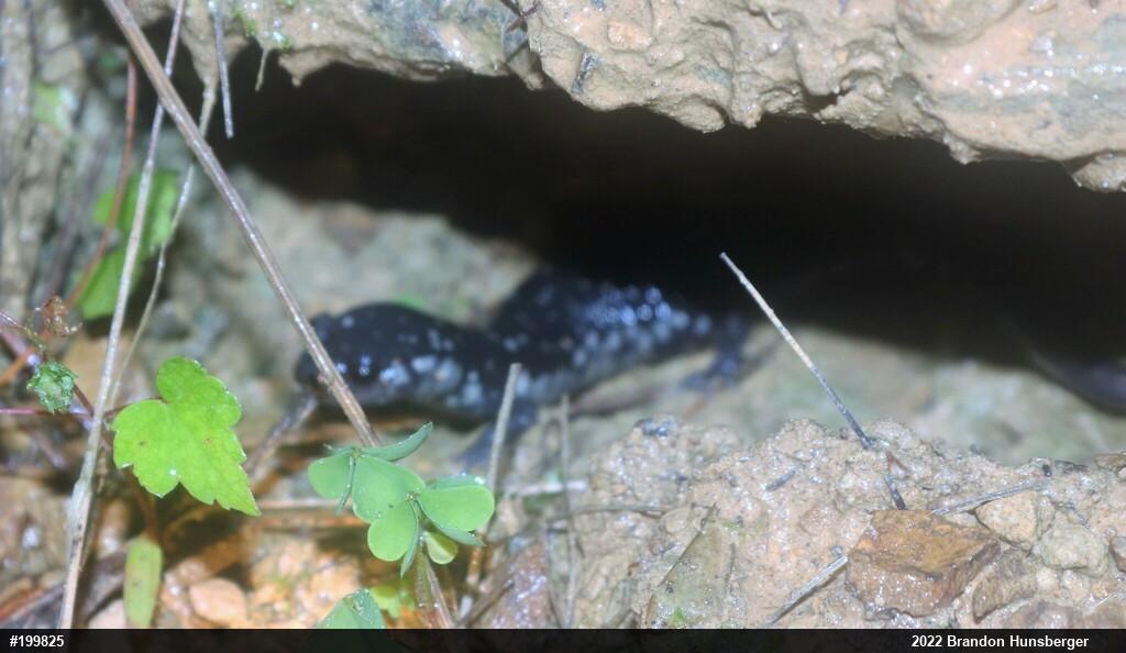 Northern Slimy Salamander