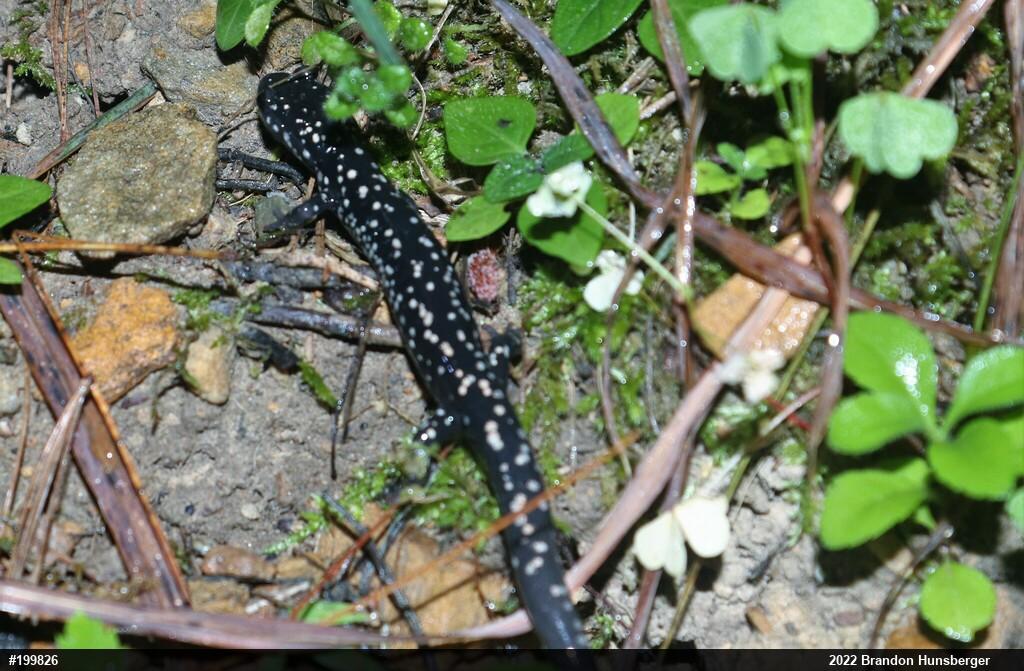 Northern Slimy Salamander