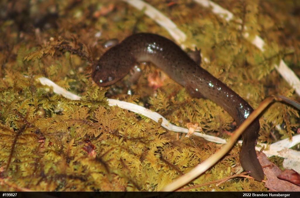 Northern Red Salamander