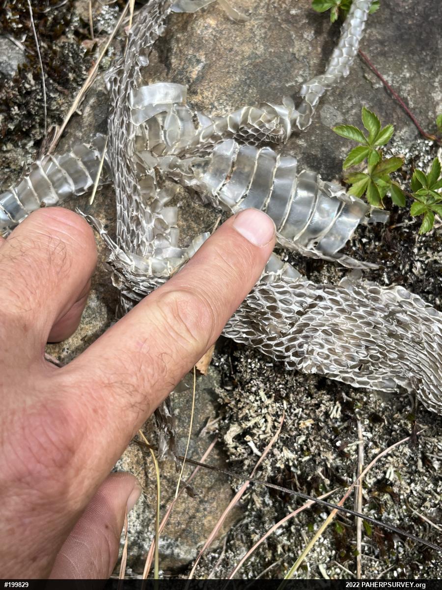 Timber Rattlesnake