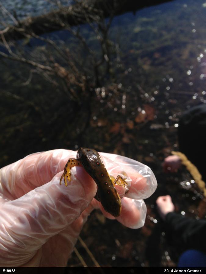 Red-spotted Newt