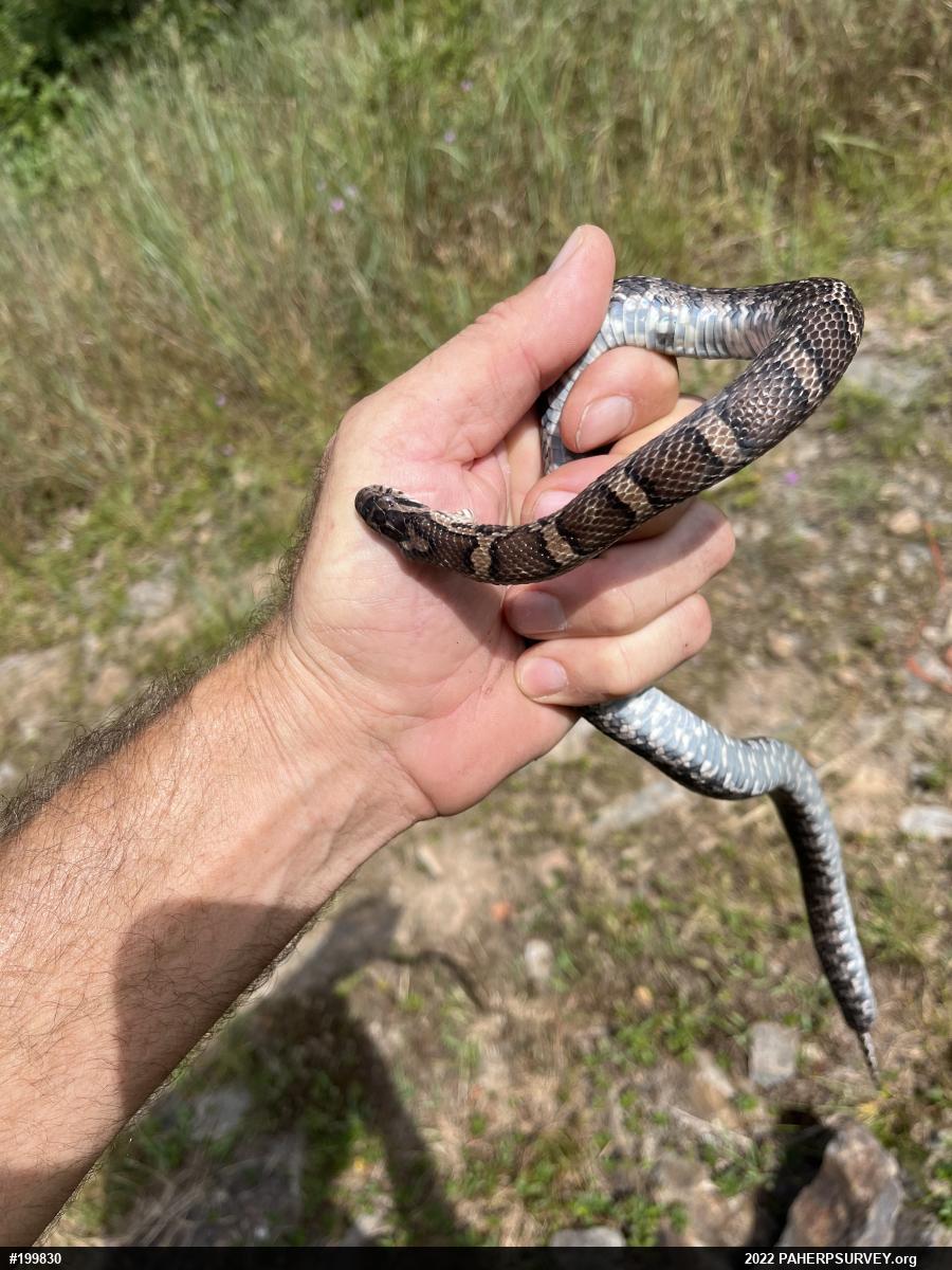 Eastern Milksnake