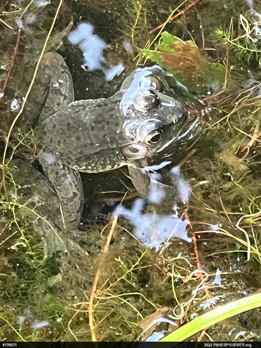 Green Frog