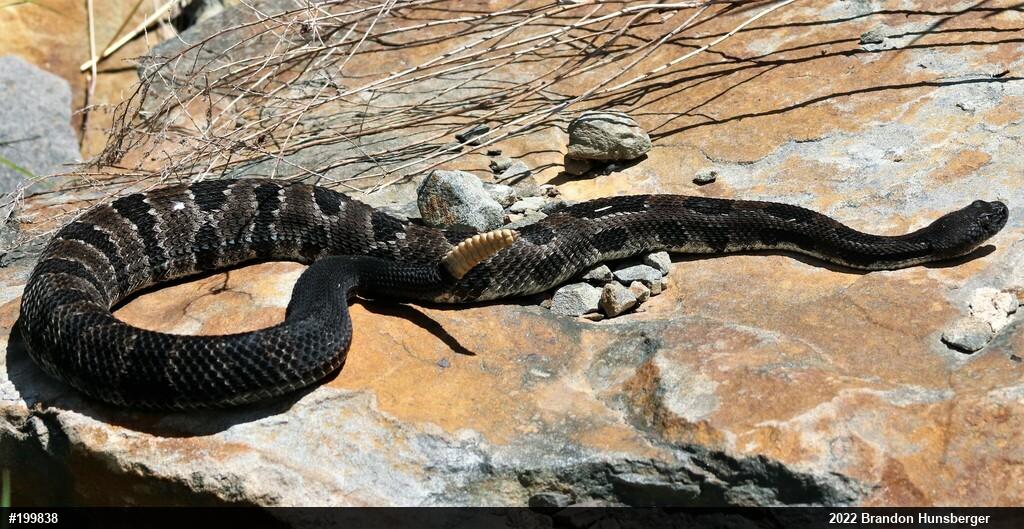 Timber Rattlesnake