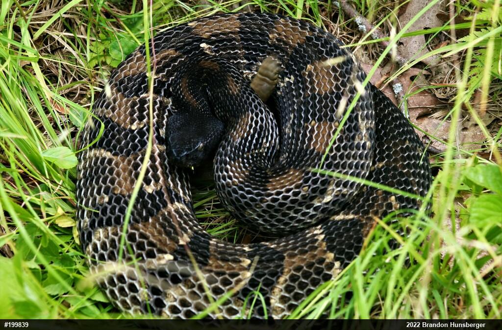Timber Rattlesnake