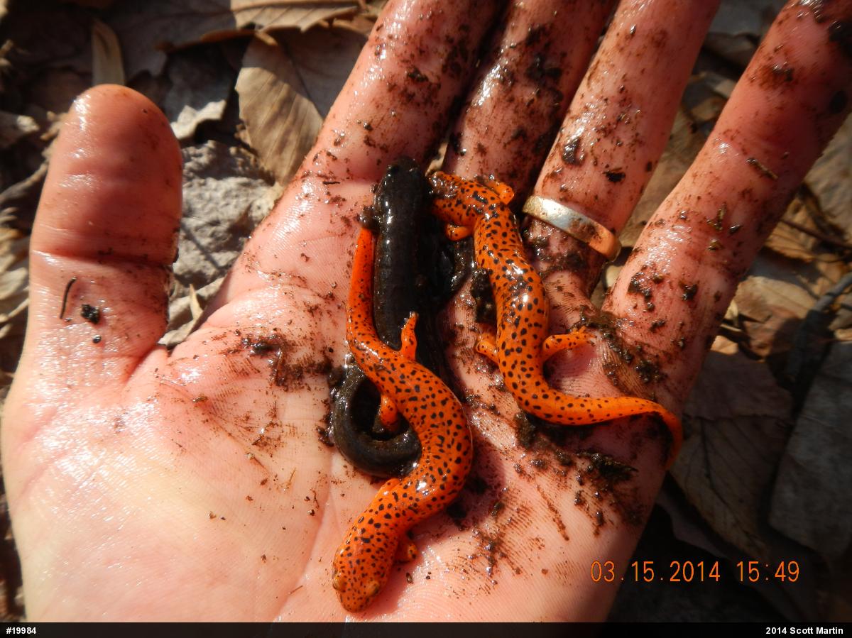 Northern Red Salamander