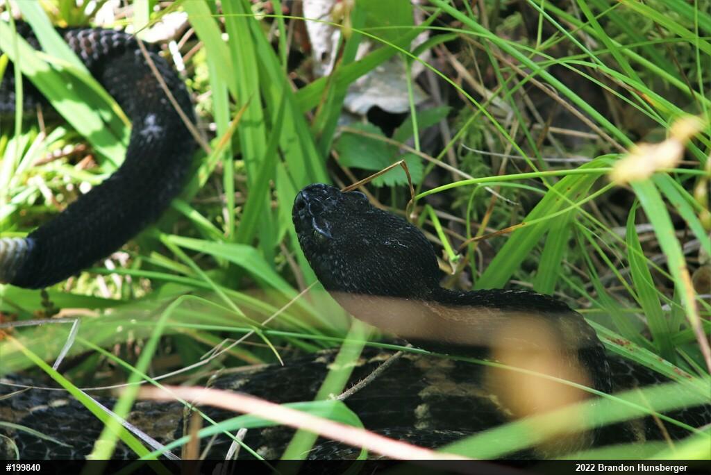 Timber Rattlesnake
