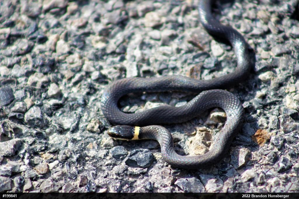 Northern Ring-necked Snake