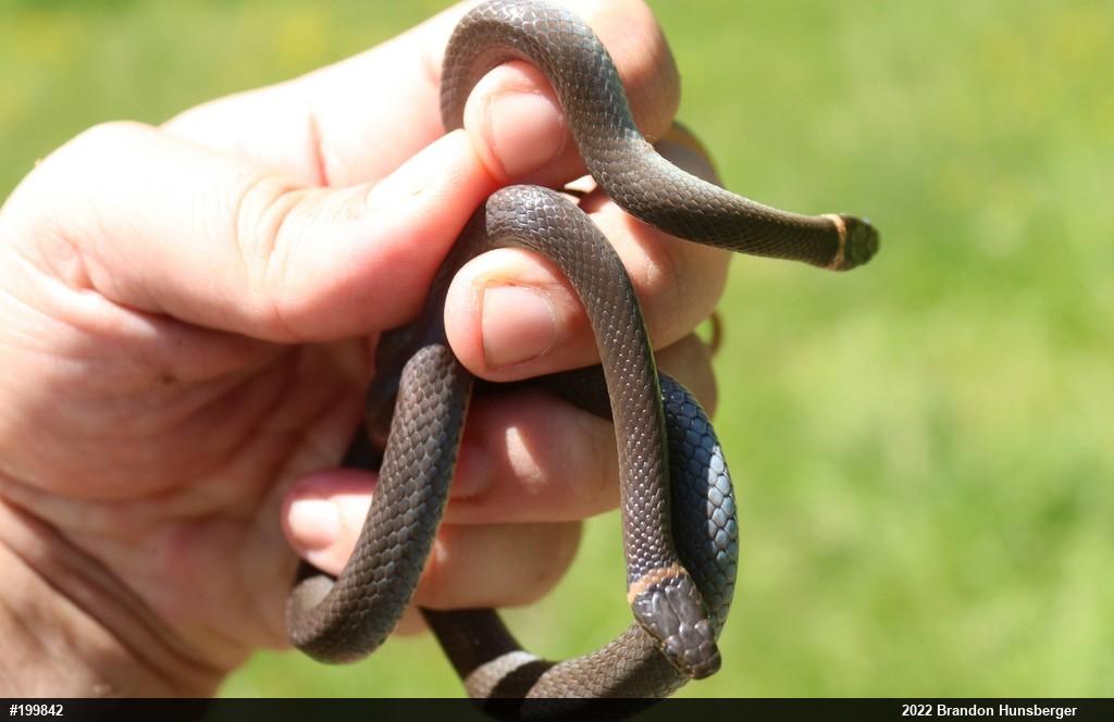 Northern Ring-necked Snake