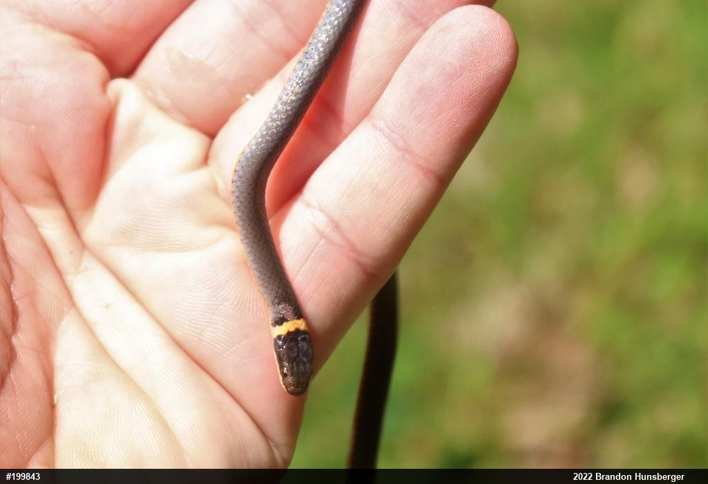 Northern Ring-necked Snake