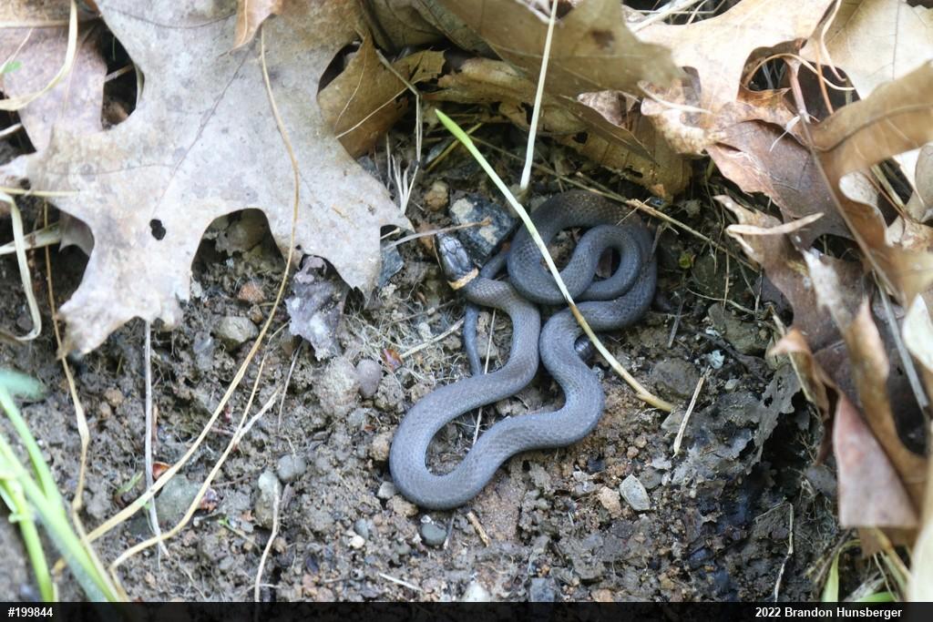 Northern Ring-necked Snake