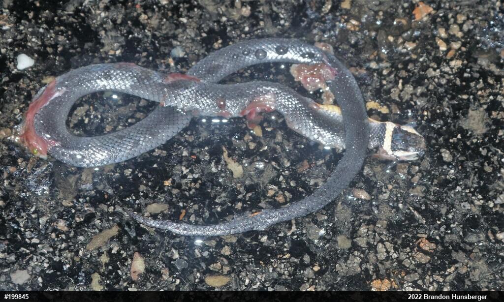 Northern Ring-necked Snake