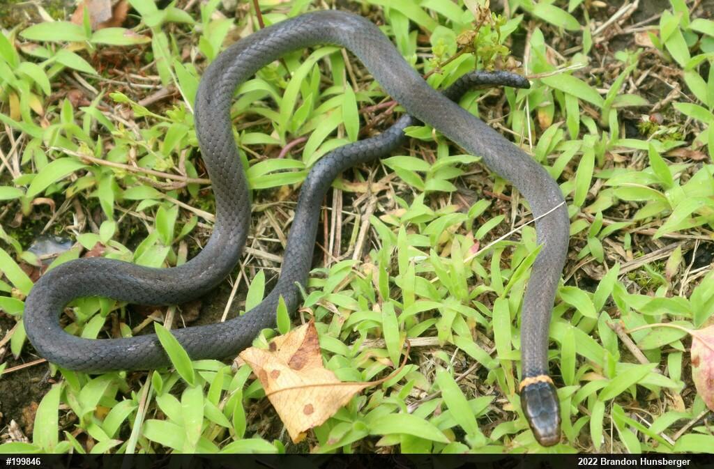 Northern Ring-necked Snake