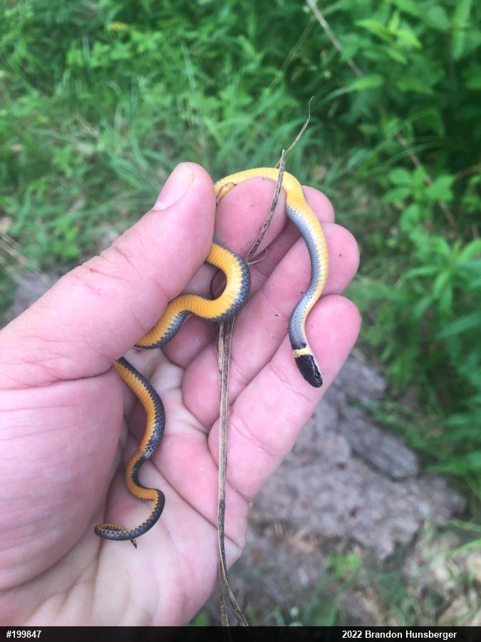 Northern Ring-necked Snake