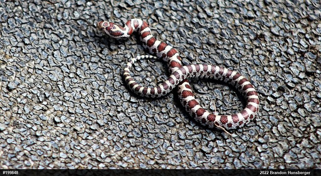 Eastern Milksnake