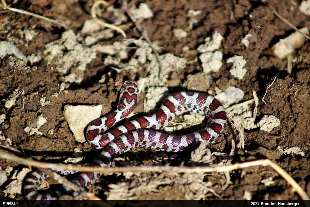 Eastern Milksnake