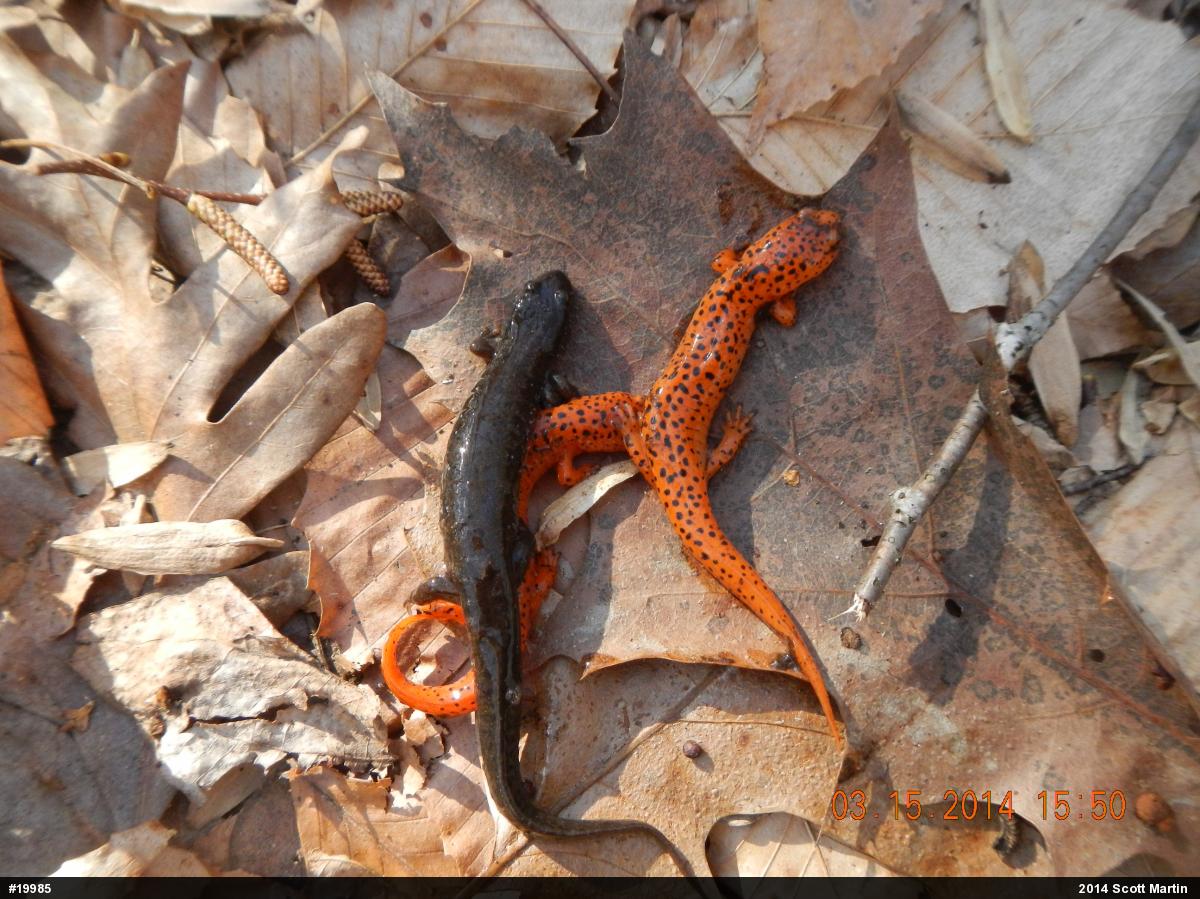 Northern Dusky Salamander