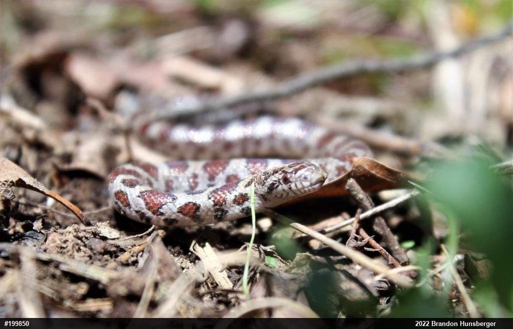 Eastern Milksnake