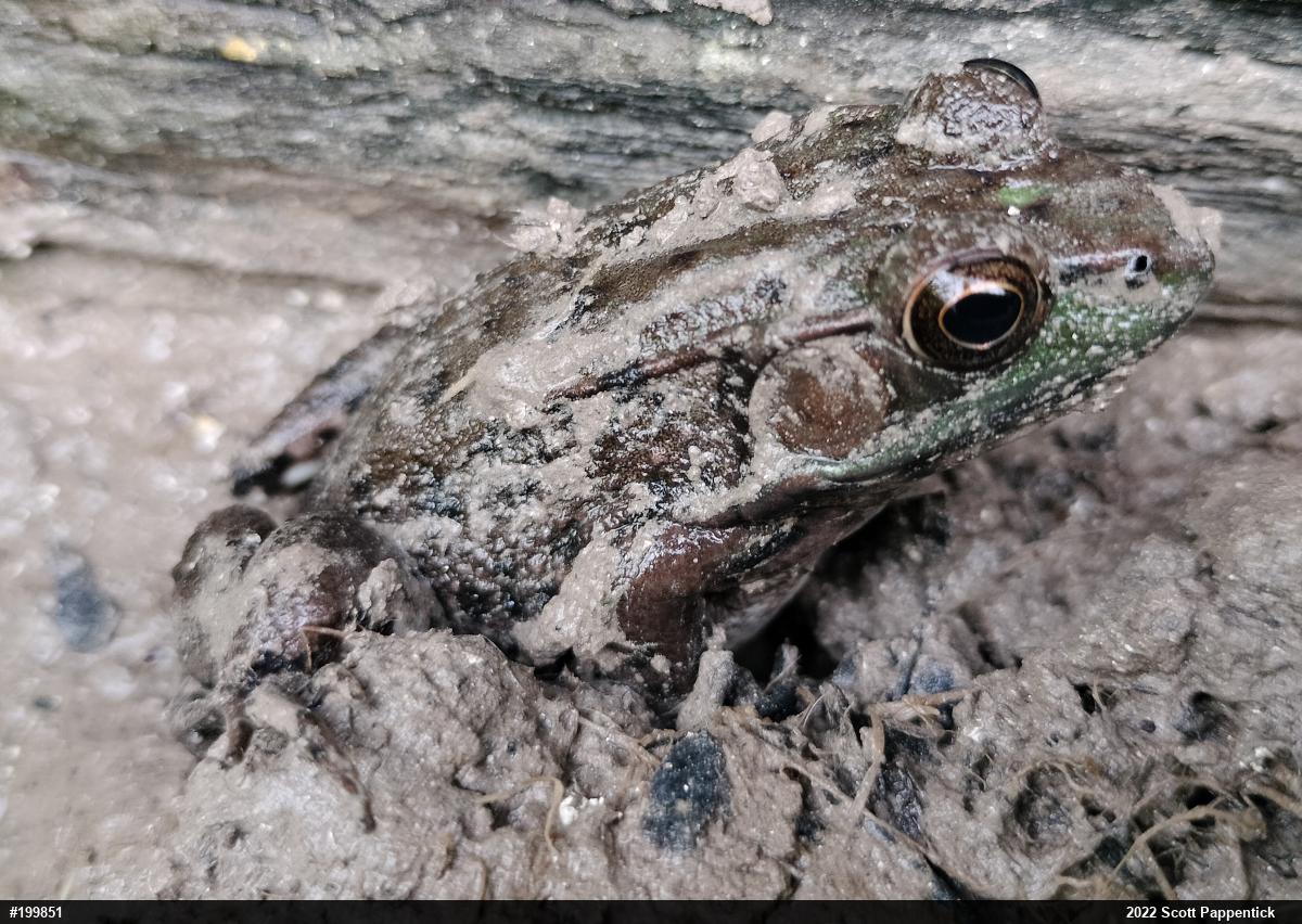 Green Frog