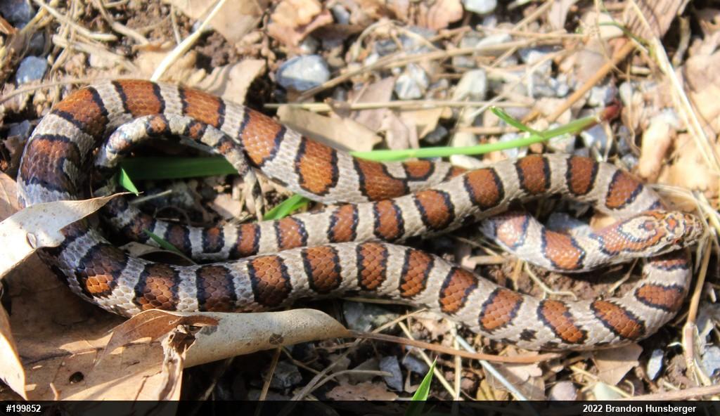 Eastern Milksnake