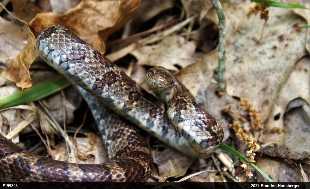 Eastern Milksnake