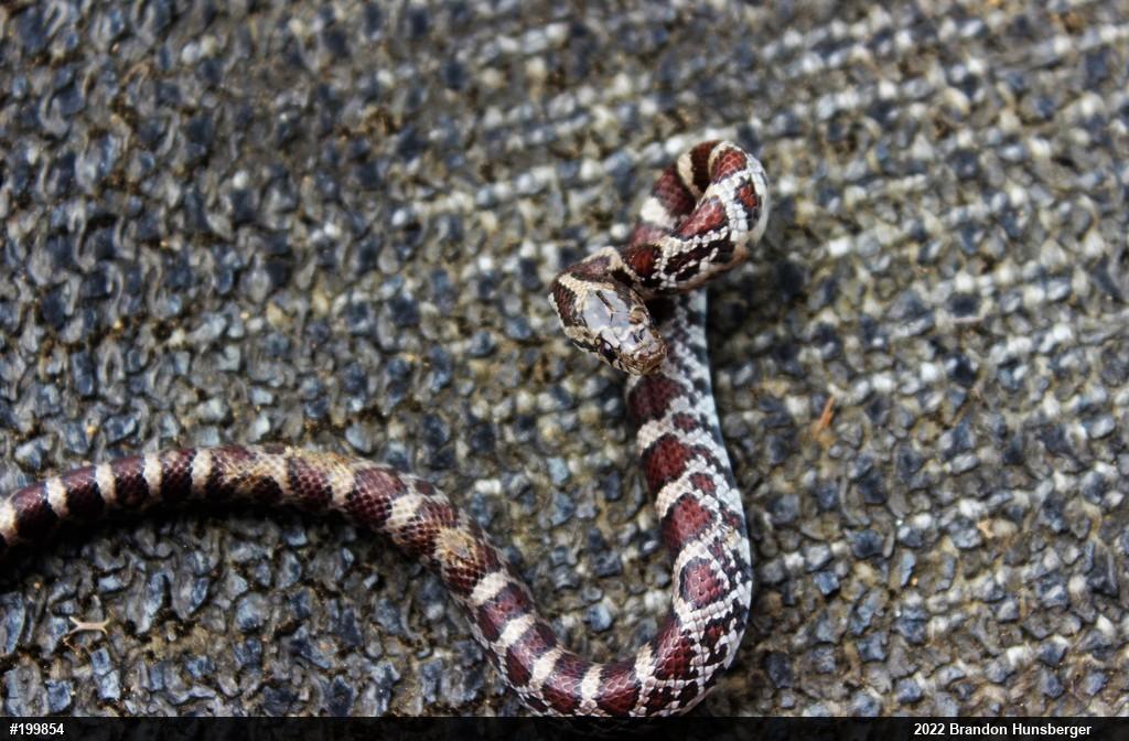Eastern Milksnake