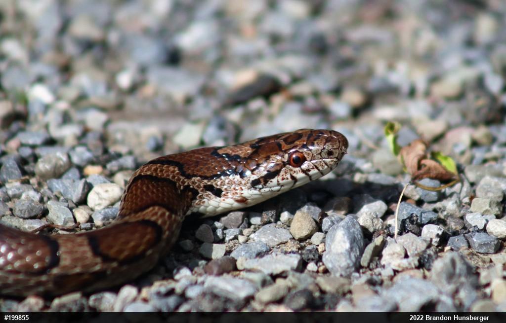 Eastern Milksnake