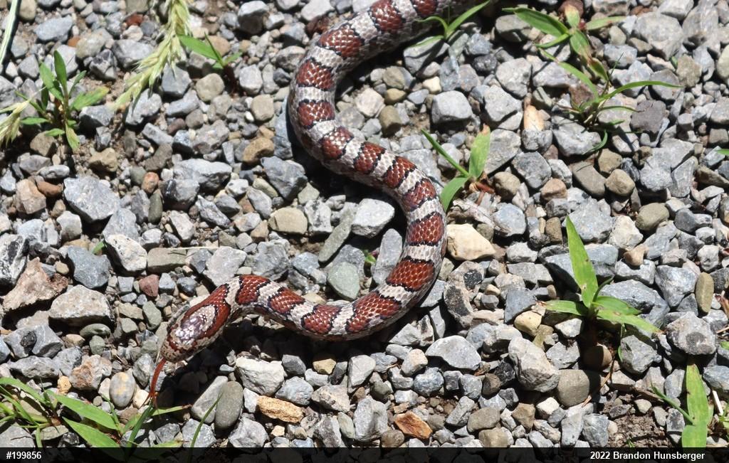 Eastern Milksnake