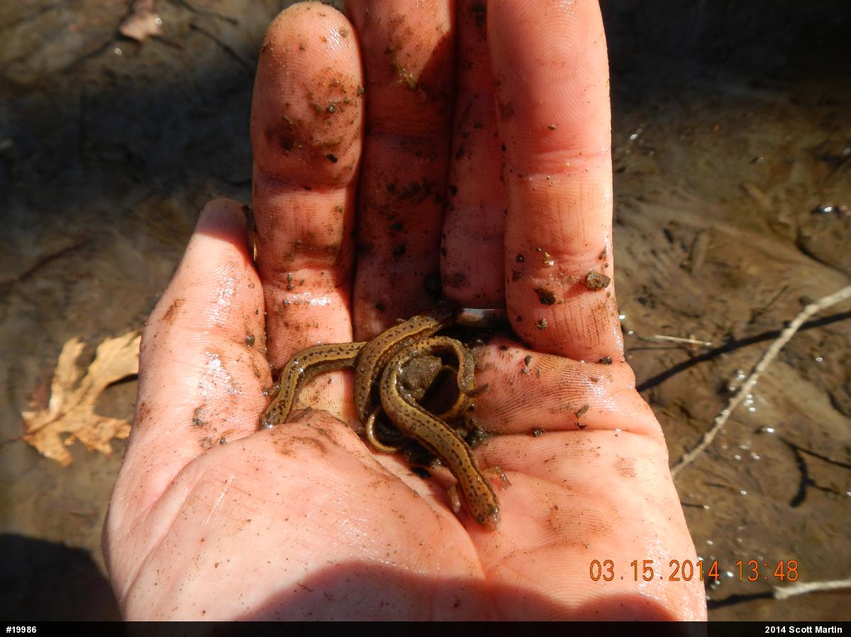 Northern Two-lined Salamander
