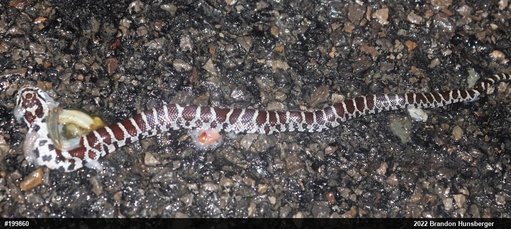 Eastern Milksnake