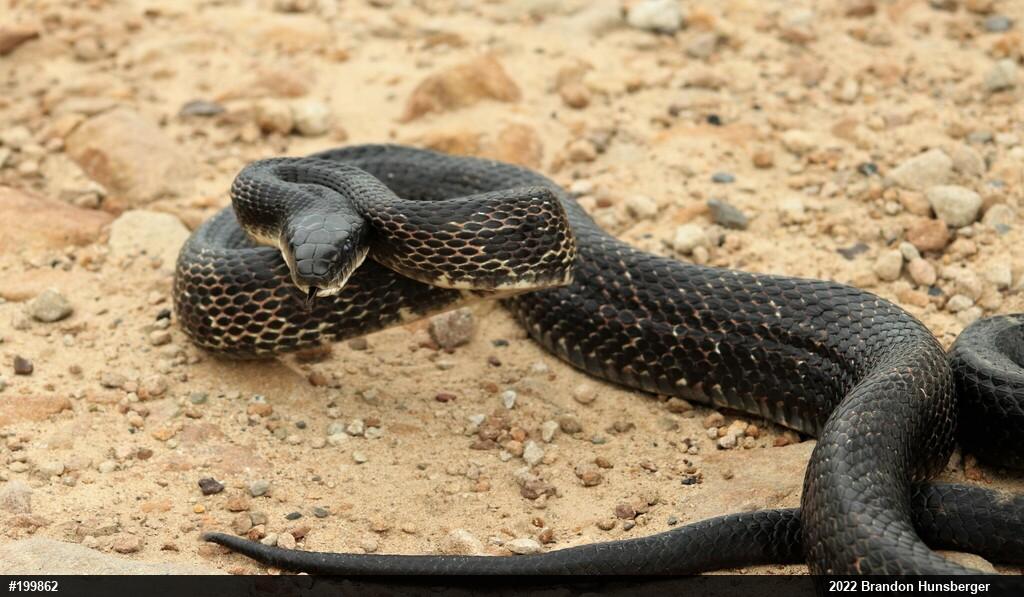 Eastern Ratsnake