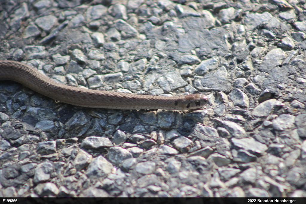 Dekay's Brownsnake