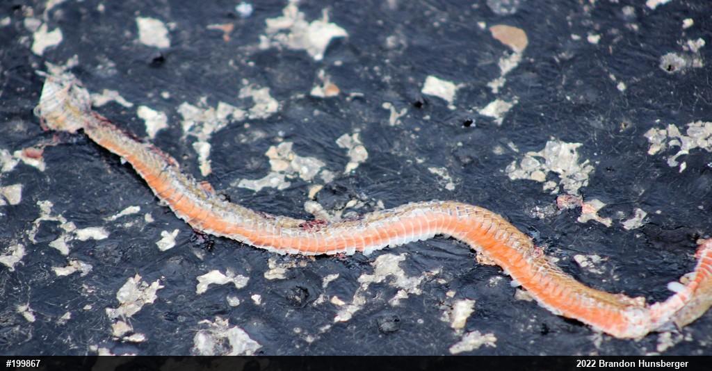 Red-bellied Snake