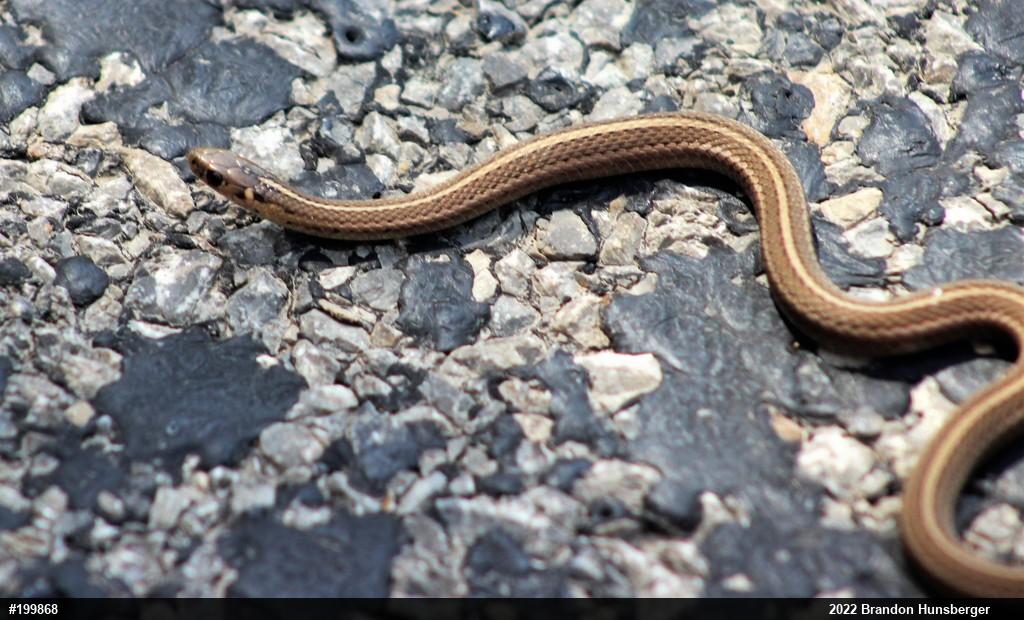 Shorthead Gartersnake