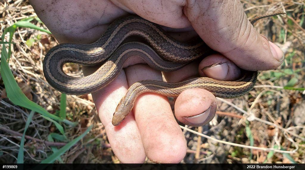 Shorthead Gartersnake