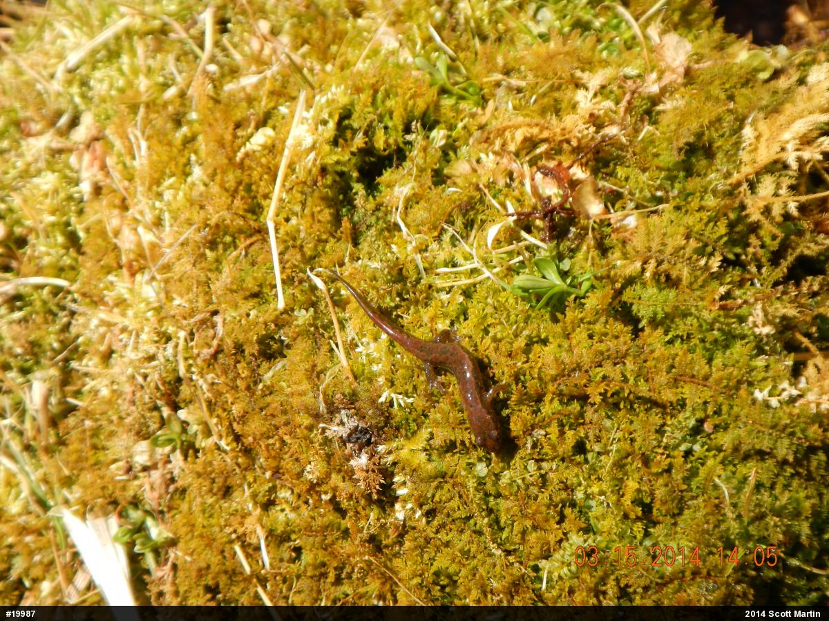 Northern Dusky Salamander