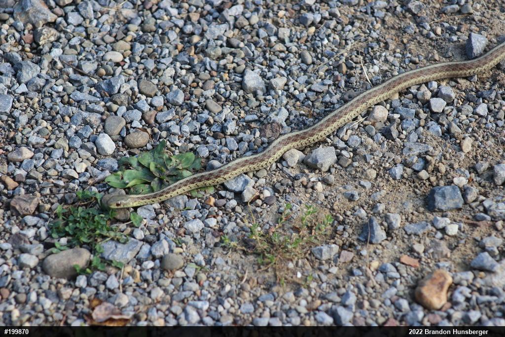 Eastern Gartersnake