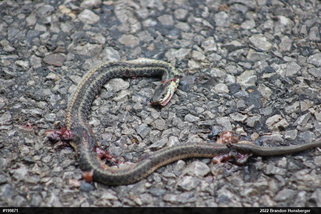 Eastern Gartersnake