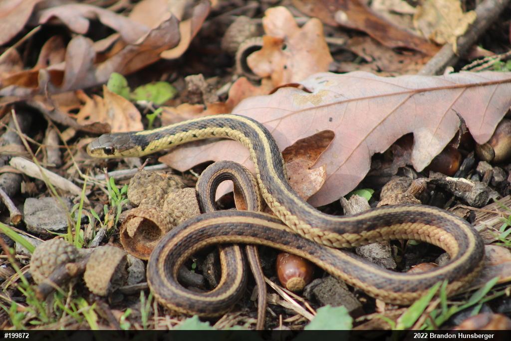 Eastern Gartersnake