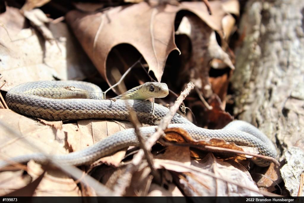 Eastern Gartersnake