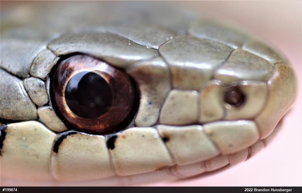 Eastern Gartersnake