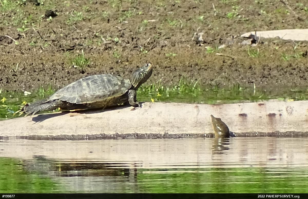 Eastern Spiny Softshell