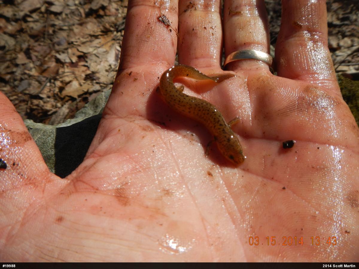 Northern Red Salamander