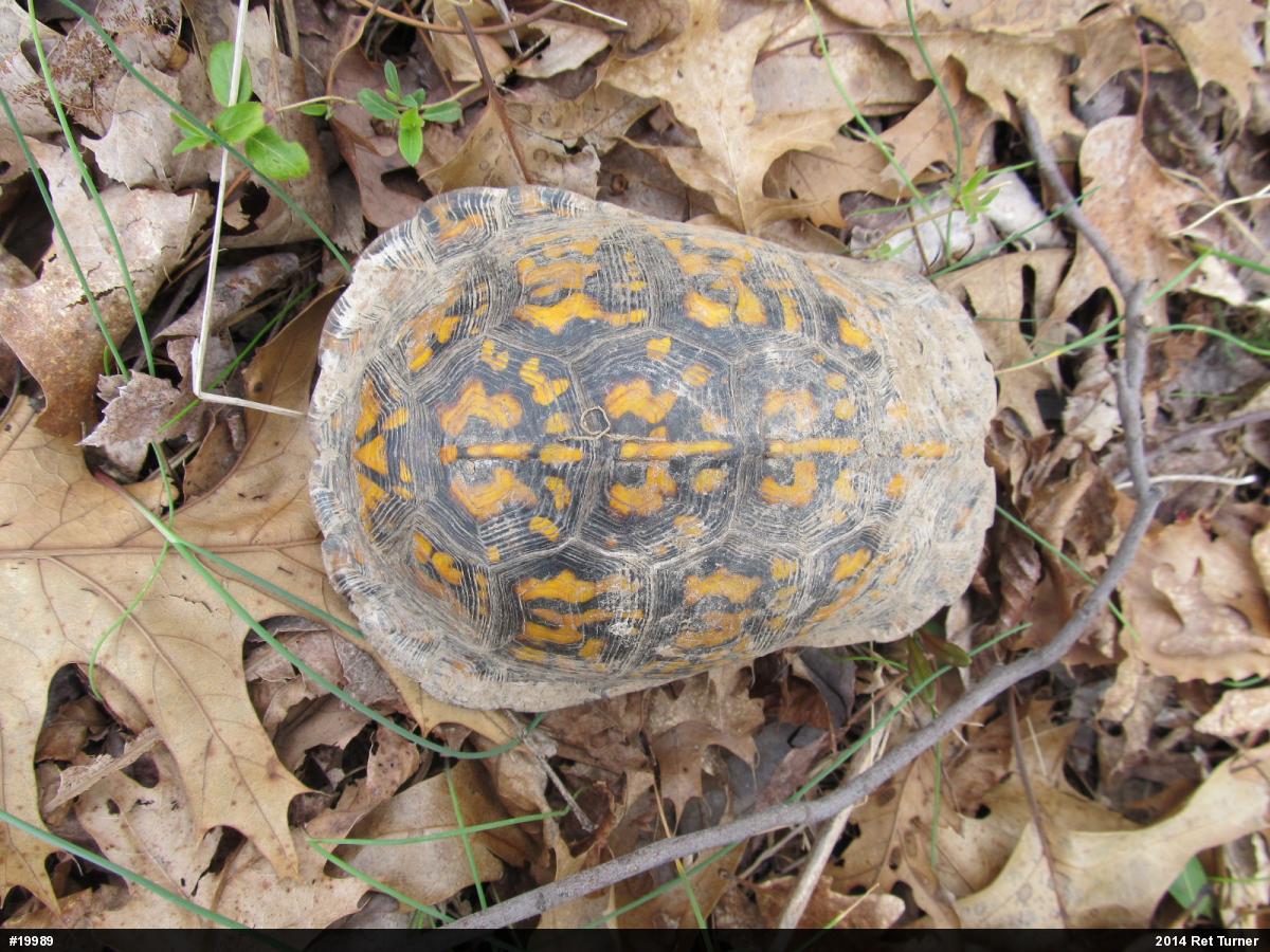 Eastern Box Turtle