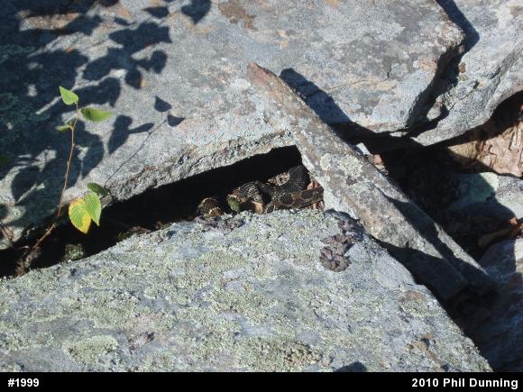 Timber Rattlesnake
