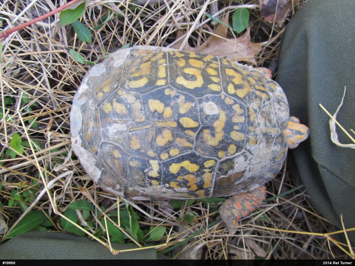 Eastern Box Turtle